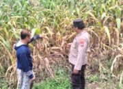 Dukung Ketahanan Pangan, Kanit Binmas Polsek Gondang Dampingi Petani Panen Jagung
