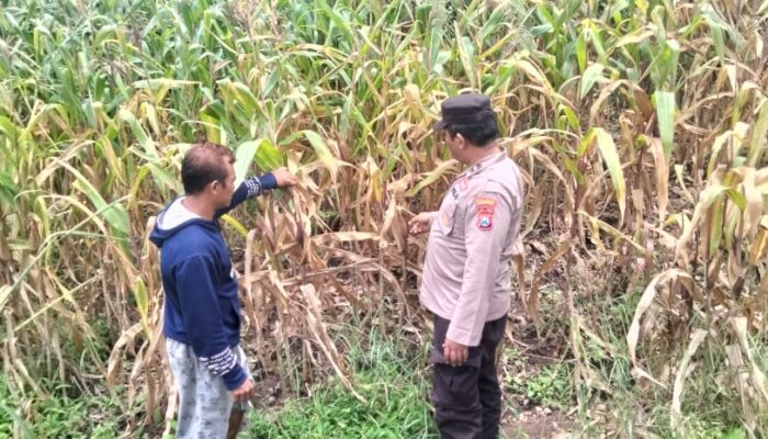 Dukung Ketahanan Pangan, Kanit Binmas Polsek Gondang Dampingi Petani Panen Jagung