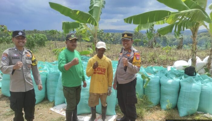 Program Asta Cita RI 1, Polsek Kedewan Panen Jagung Bersama Petani