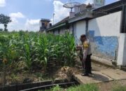 Polsek Bubulan Cek Lokasi Pemanfaatan Pekarangan Bergizi
