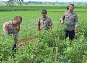 Kapolsek Padangan Dampingi Petani Panen Tomat