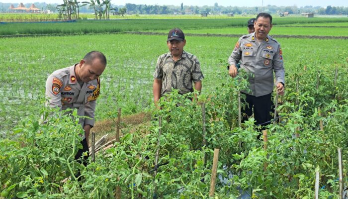 Kapolsek Padangan Dampingi Petani Panen Tomat