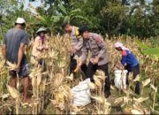 Dukung Hanpangan Polsek Bojonegoro Kota, Dampingi Petani di Desa Kalirejo