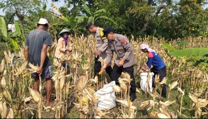 Dukung Hanpangan Polsek Bojonegoro Kota, Dampingi Petani di Desa Kalirejo