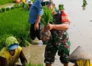 Percepat Tanam Padi, Babinsa 22/Trucuk Turun ke Sawah