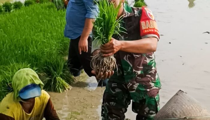 Percepat Tanam Padi, Babinsa 22/Trucuk Turun ke Sawah