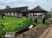 Dukung Ketahanan Pangan Nasional, Polsek Bubulan Cek Lahan Tanaman Bergizi