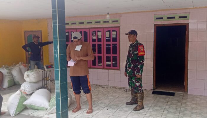 Babinsa Koramil 0801/03 Arjosari Kawal Serapan Gabah