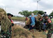Sukseskan Program Ketahanan Pangan, Babinsa Koramil 09/Sumberrejo Bojonegoro Bantu Petani Panen Padi