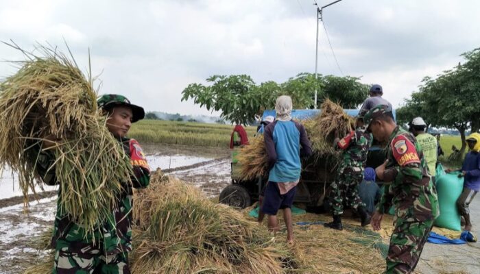 Sukseskan Program Ketahanan Pangan, Babinsa Koramil 09/Sumberrejo Bojonegoro Bantu Petani Panen Padi