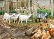 Program Domba Berganti Ayam Petelur, Reinkarnasi Kegagalan Atau Kesejahteraan Bojonegoro