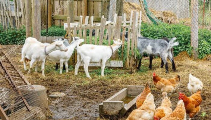 Program Domba Berganti Ayam Petelur, Reinkarnasi Kegagalan Atau Kesejahteraan Bojonegoro