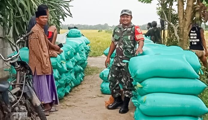Babinsa Dander Bojonegoro bantu Bulog Serap Gabah Petani