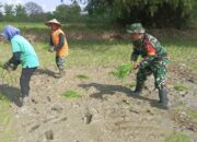 TNI-AD Bantu Petani, Wujudkan Ketahanan Pangan Nasional