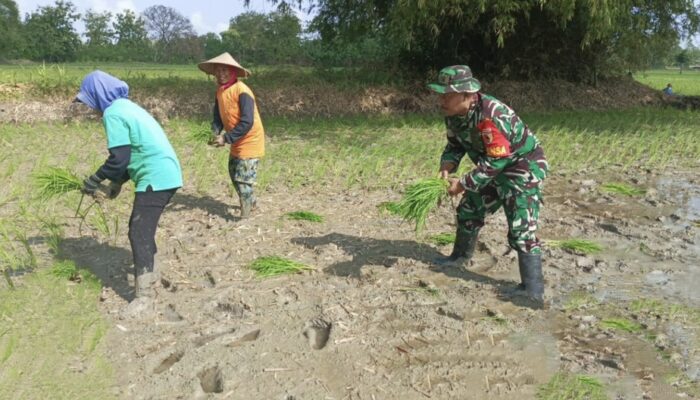 TNI-AD Bantu Petani, Wujudkan Ketahanan Pangan Nasional