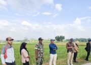 Dukung Ketahanan Pangan Berkelanjutan, Babinsa Kodim Bojonegoro dampingi Tim Bulog Serap Gabah Petani