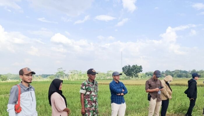 Dukung Ketahanan Pangan Berkelanjutan, Babinsa Kodim Bojonegoro dampingi Tim Bulog Serap Gabah Petani
