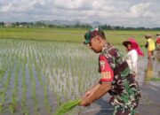 Berkubang Lumpur, Babinsa Berjuang untuk Petani