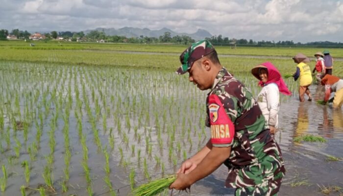 Berkubang Lumpur, Babinsa Berjuang untuk Petani