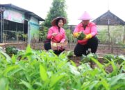 Hanpangan, Bhayangkari Cabang Bojonegoro Panen Sayuran