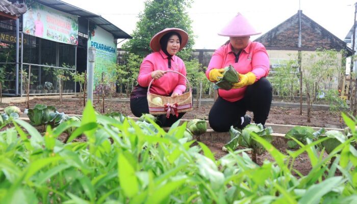 Hanpangan, Bhayangkari Cabang Bojonegoro Panen Sayuran