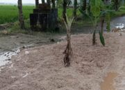 Jalan Rusak, Pohon Pisang Jadi Simbol Protes Warga