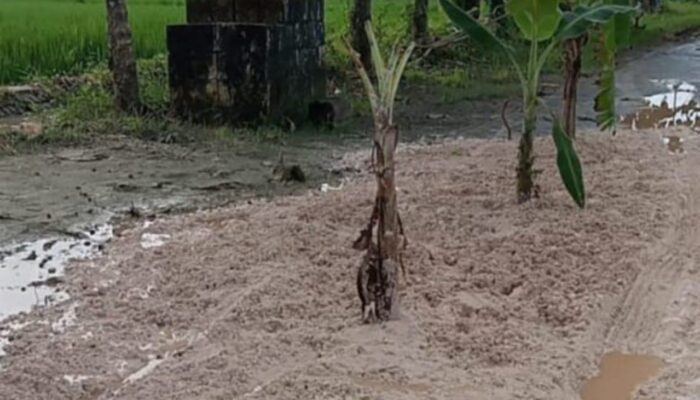 Jalan Rusak, Pohon Pisang Jadi Simbol Protes Warga