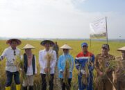 Bojonegoro Meraih Hasil Panen Padi Organik yang Menggembirakan