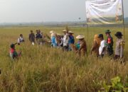 Panen Raya Padi Organik di Bojonegoro, Sinergi Tiga Pilar Dukung Ketahanan Pangan