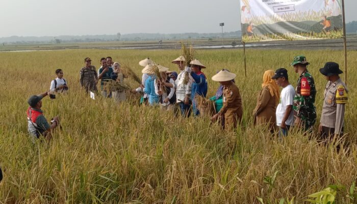 Panen Raya Padi Organik di Bojonegoro, Sinergi Tiga Pilar Dukung Ketahanan Pangan