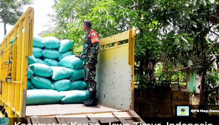 Babinsa Padang Mentoyo Kapas Bojonegoro dampingi Sergab Panen Padi 4 Ton