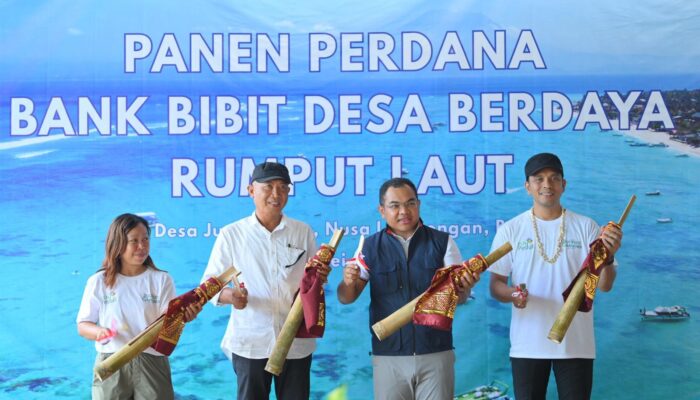 Hari Lingkungan Hidup, Dari Pesisir Nusa Lembongan, PLN Bangun Kemandirian Ekonomi Melalui Rumput Laut