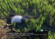 Tragedi di Sawah: Pemuda Bojonegoro Tewas Tersengat Jebakan Tikus Listrik
