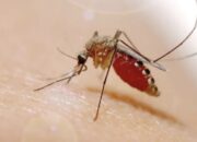 Pemkab Bojonegoro Ajak Warga Waspadai Demam Dengue
