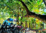 Rindangnya Pohon: Oase di Tengah Cuaca Ekstrem Bojonegoro   