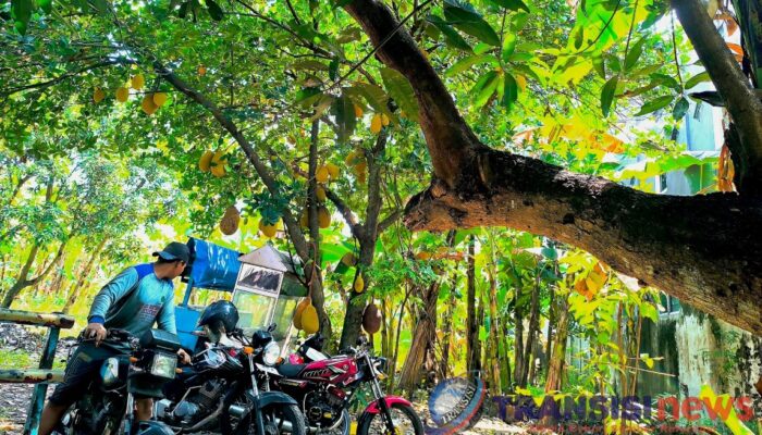 Rindangnya Pohon: Oase di Tengah Cuaca Ekstrem Bojonegoro   