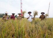 Bojonegoro bertekad Jadi Produsen Padi Terbesar Kedua Jatim