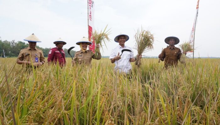 Bojonegoro bertekad Jadi Produsen Padi Terbesar Kedua Jatim
