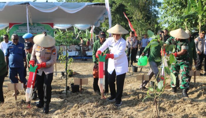 Bojonegoro Dukung Swasembada Pangan dengan Penanaman Jagung Serentak