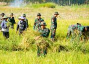 Satgas TMMD 125 Bojonegoro Panen Padi Bersama Poktan