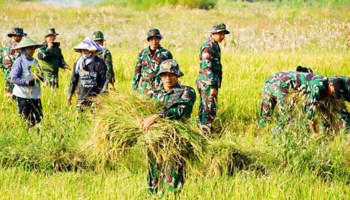 Satgas TMMD 125 Bojonegoro Panen Padi Bersama Poktan