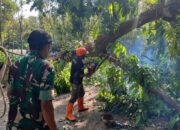 Pohon Rawan Tumbang Ancam Warga, TNI dan BPBD Trenggalek Turun Tangan!