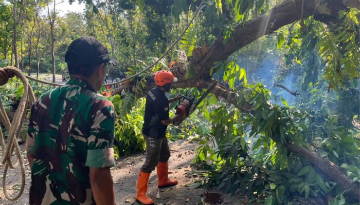 Pohon Rawan Tumbang Ancam Warga, TNI dan BPBD Trenggalek Turun Tangan!