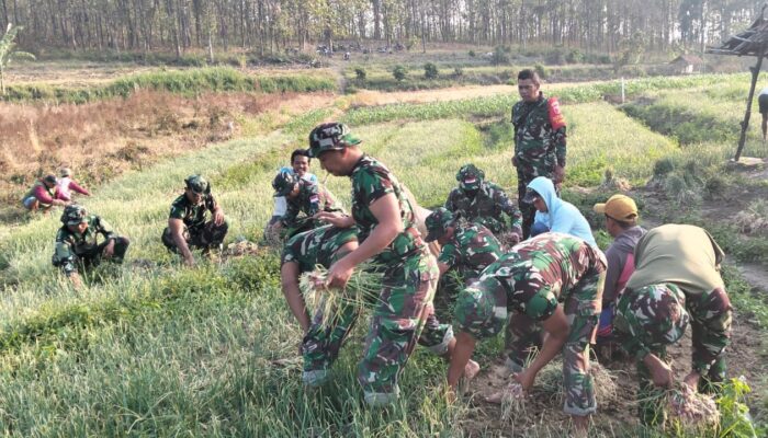 Satgas TMMD 125 Bojonegoro, bantu Panen Bawang Merah: Pendapatan Meningkat, Petani Soko Tersenyum