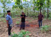 Imam Sholikin DPRD Bojonegoro Tinjau Agribisnis di Pesantren Nurul Hasan Bojonegoro