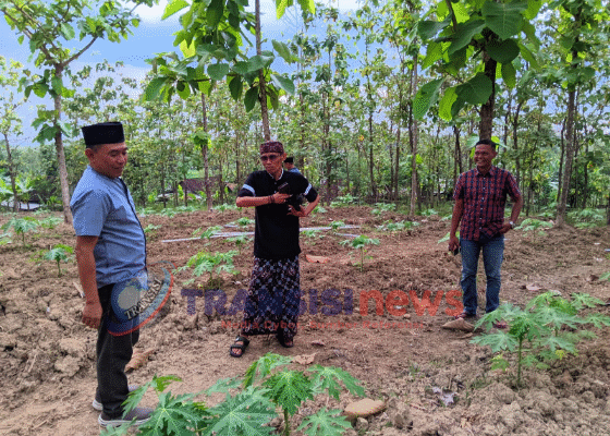 Imam Sholikin DPRD Bojonegoro Tinjau Agribisnis di Pesantren Nurul Hasan Bojonegoro