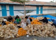 Hari Kesaktian Pancasila, PLN Sulap Limbah Jagung Jadi Listrik, Petani Tuban Dapat Tambahan Penghasilan