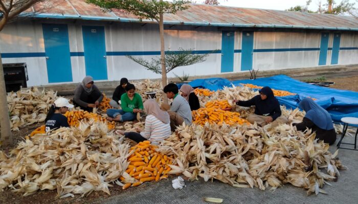 Hari Kesaktian Pancasila, PLN Sulap Limbah Jagung Jadi Listrik, Petani Tuban Dapat Tambahan Penghasilan