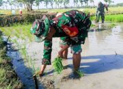 Babinsa 09/Sumberrejo Bojonegoro Turun ke Sawah Bantu Petani Kedungrejo
