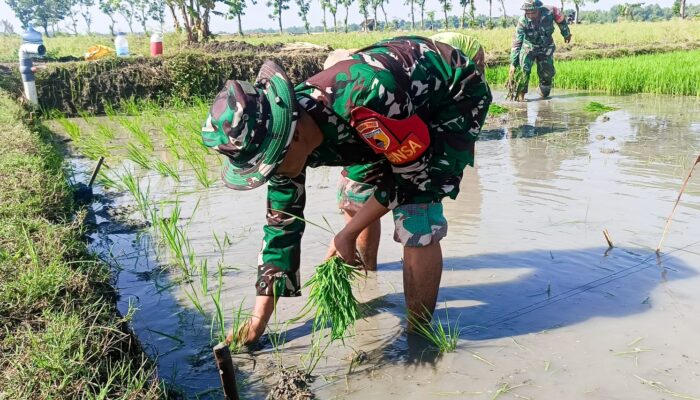 Babinsa 09/Sumberrejo Bojonegoro Turun ke Sawah Bantu Petani Kedungrejo